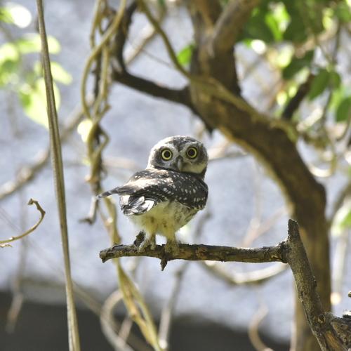 Indian Spotted Owlet