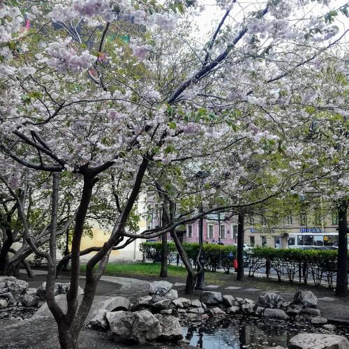 Сад Дружбы. Санкт-Петербург. St.Petersburg.
