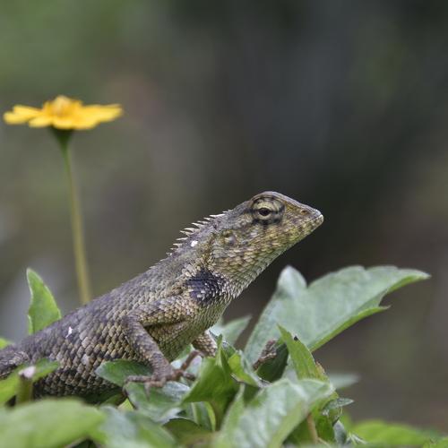 The Oriental Garden Lizard