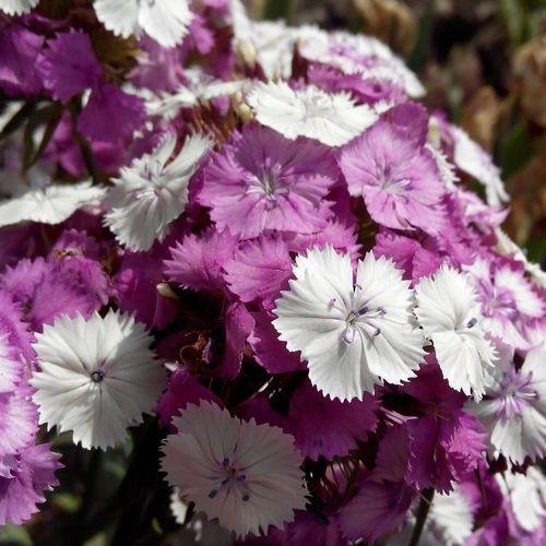Photo #3260779