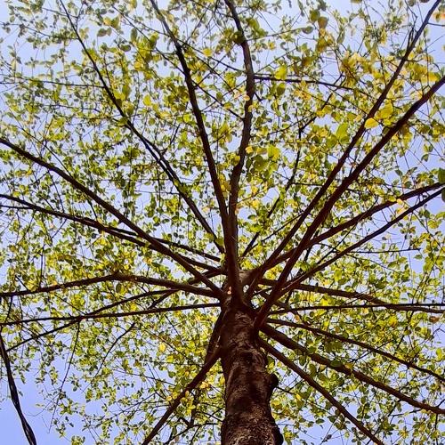 Stand Tree
