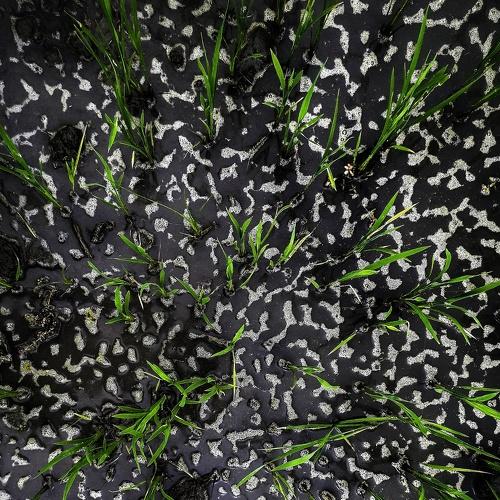pattern in nature
