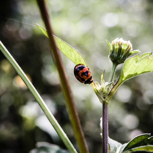 The little bug