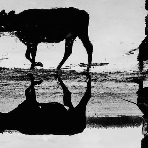 Reflection
