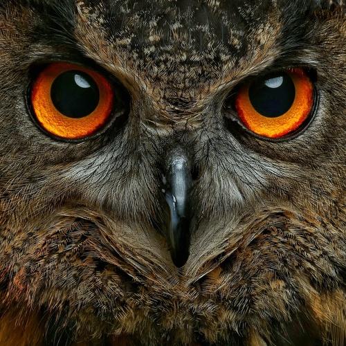 Eagle Owl