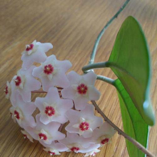 hoya