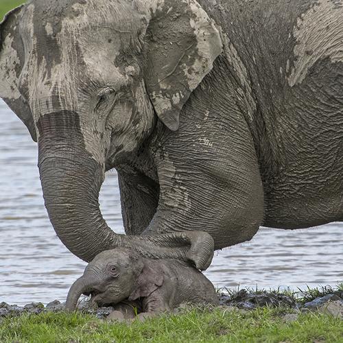 Mother and the Newborn Calf