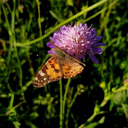 Photo #3262756