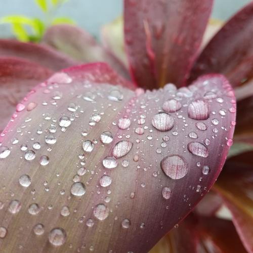 drop of water