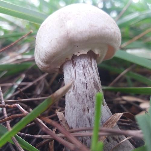 Mushroons