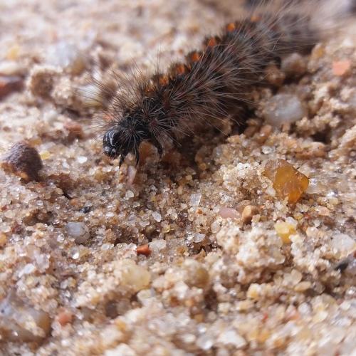 Caterpillar