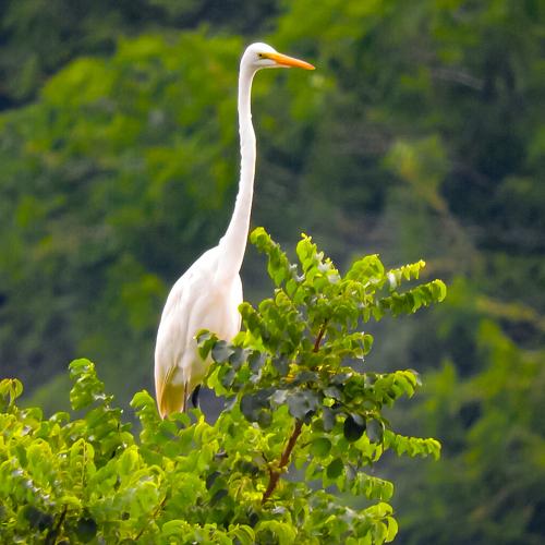Gaviota