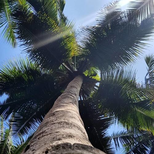 Under the coconut tree