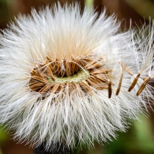 Little flower