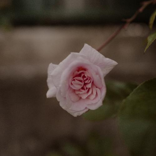 The rose