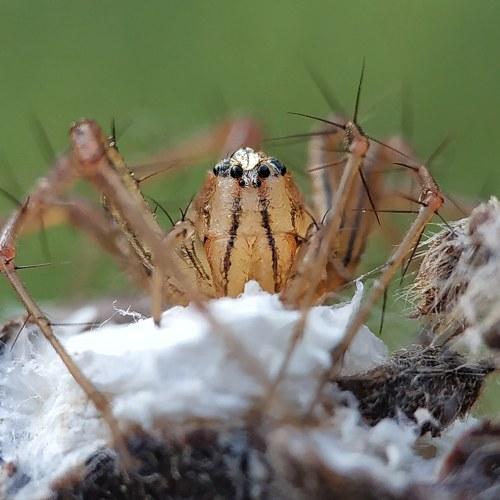 JUMPING SPIDER