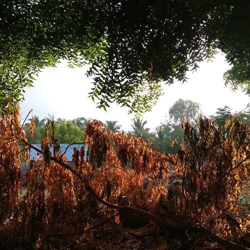 Nature Photography