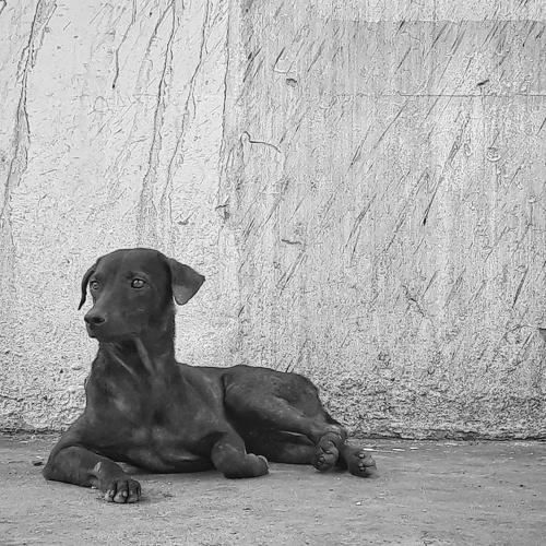 Bantay/ The Guard
