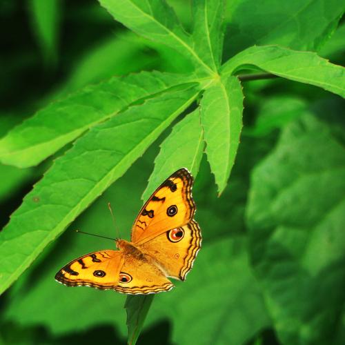 Butterfly with nature
