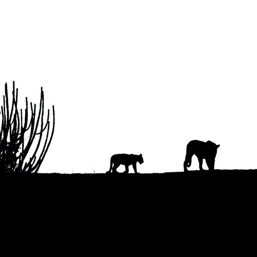 silhouette of a mother and cub
