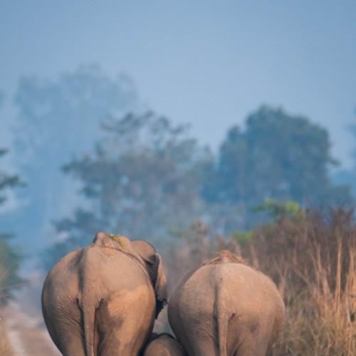 Bonded with love