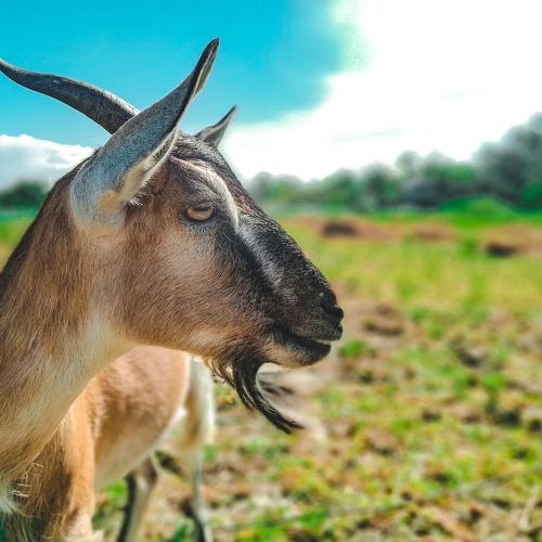 wildlife