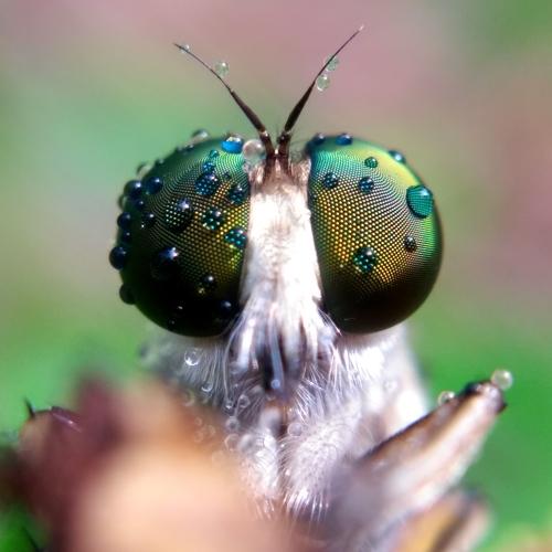 Robber fly