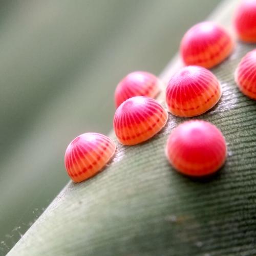 Butterfly eggs