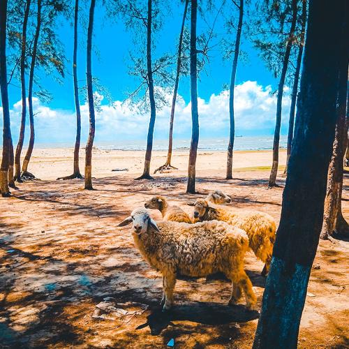 sheep on beach