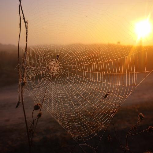 Spider' sails