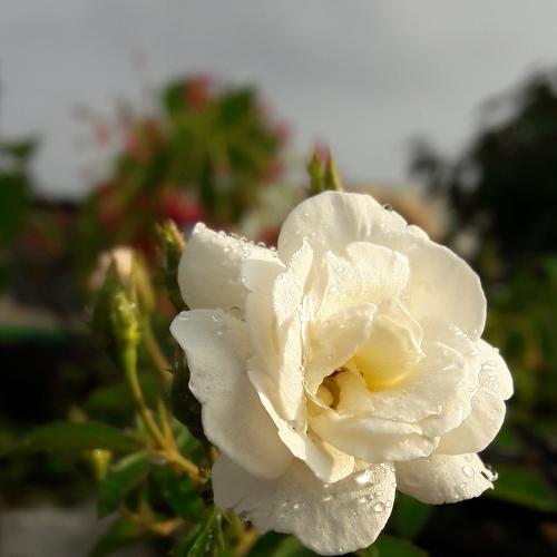 White rose