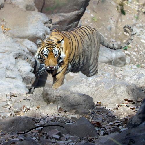 Curious Tiger