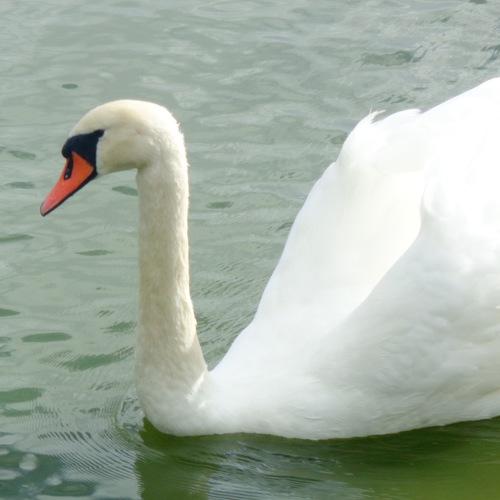 Photo #3270506