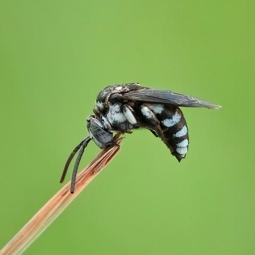 Neon Cuckoo Bee