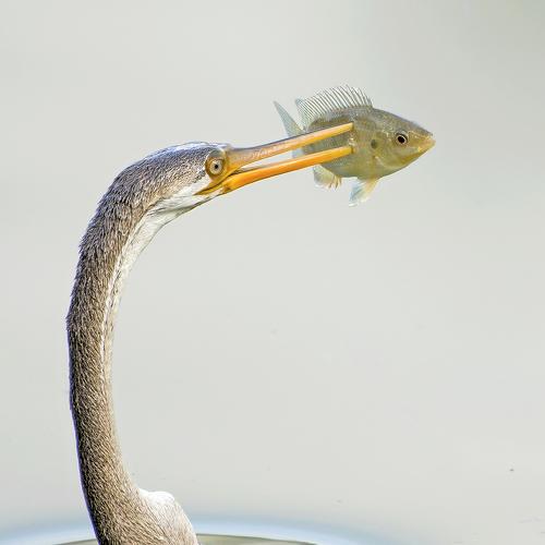 Darter with fish catch