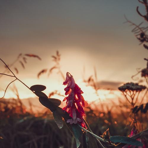 Sunset flower