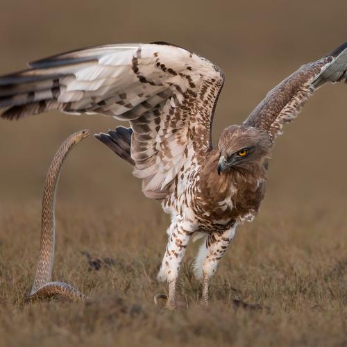 Fight for life and death