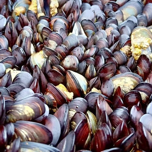 Musle . Les moules