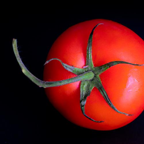 tomato