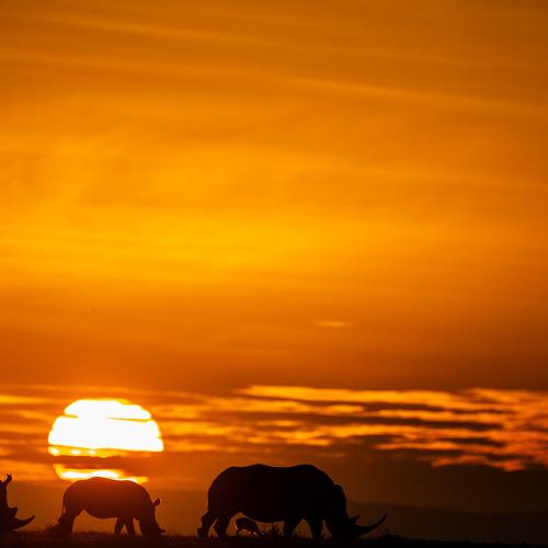 Sun and the beasts