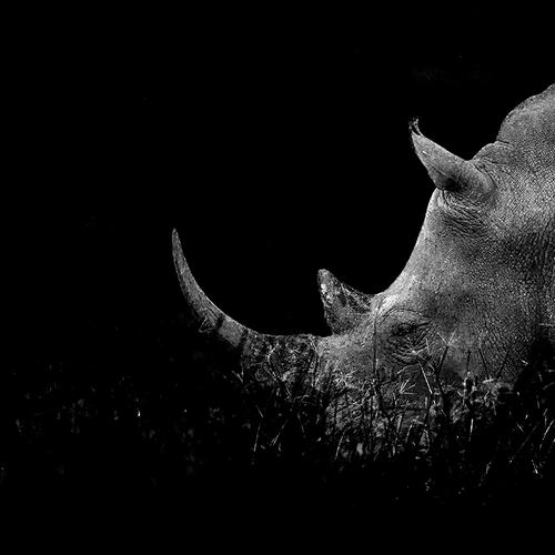 Remembering Rhinos
