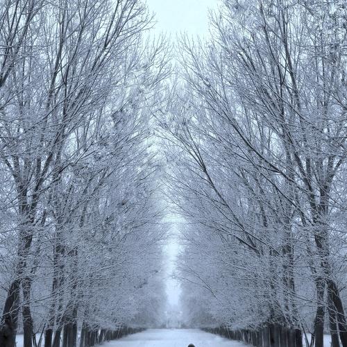 Life in Winter