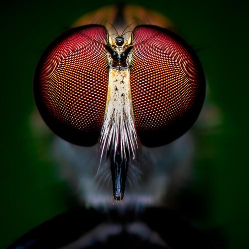Compound Eyes
