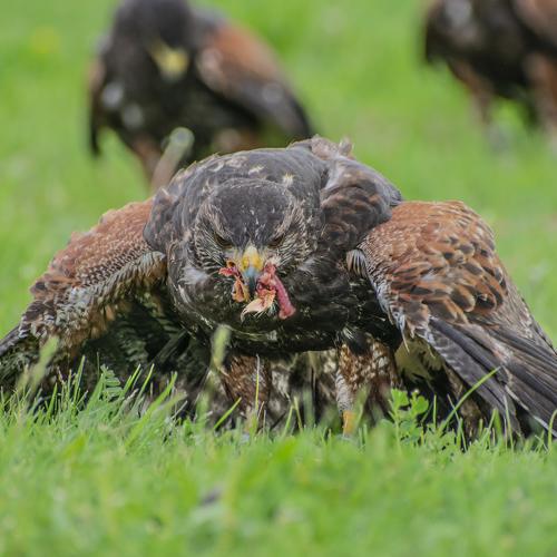 Eagle