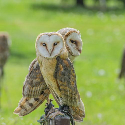 owl