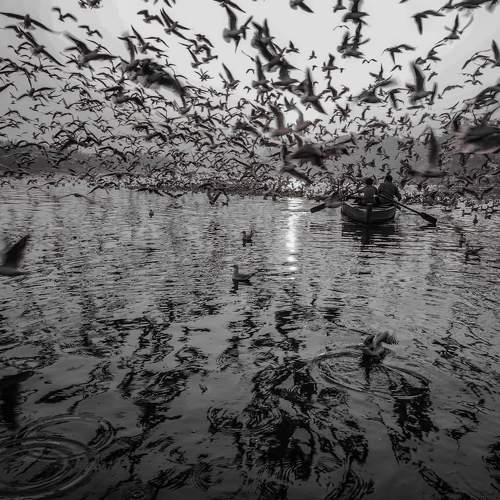 Morning the bird fly in the river 1