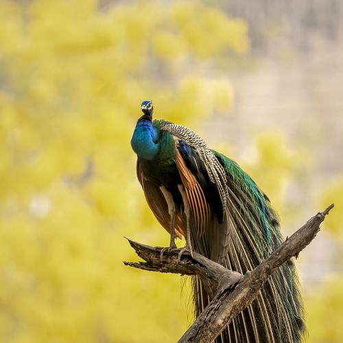 Bird of India