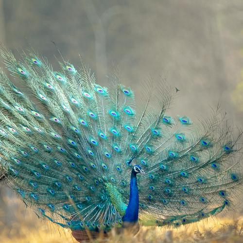 The dream of beauty