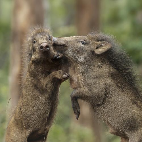 The martial Arts of jungle