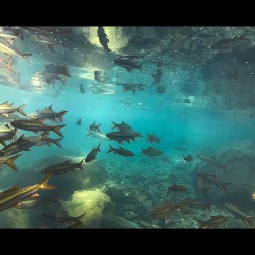 Fishes and rays.